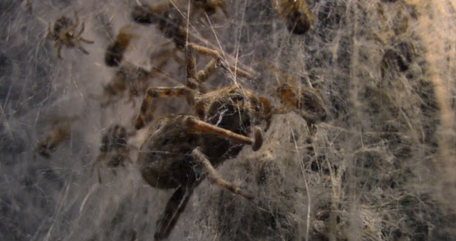 Doğanın korkunç yüzü: Binlerce örümcek yavrusu annelerini canlı canlı yedi!