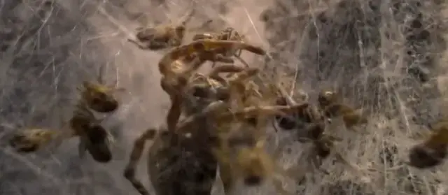 Doğanın korkunç yüzü: Binlerce örümcek yavrusu annelerini canlı canlı yedi!