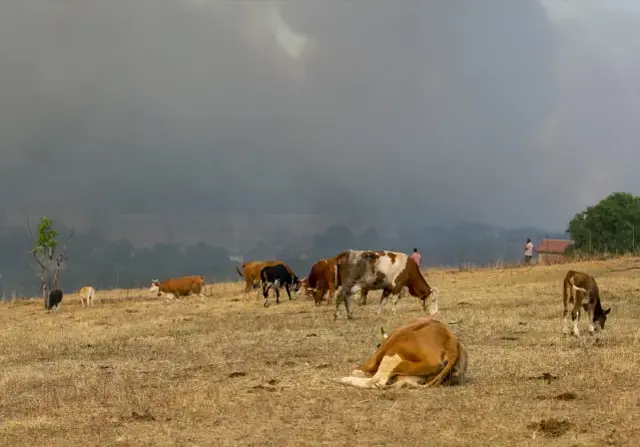 Karabük'te orman yangını 4. gününde şiddetlendi! Köyler bir bir boşaltılıyor