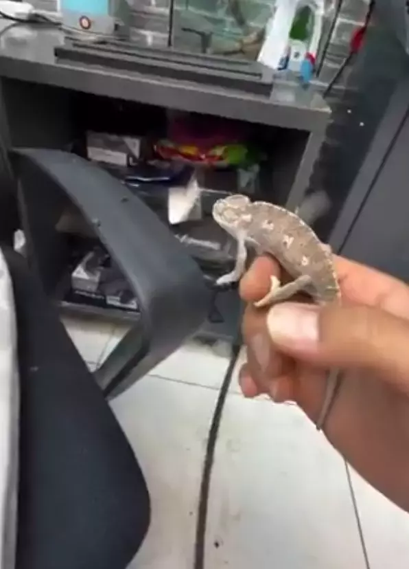 Sineklerle mücadele etmek için bukalemun beslemeye başladı