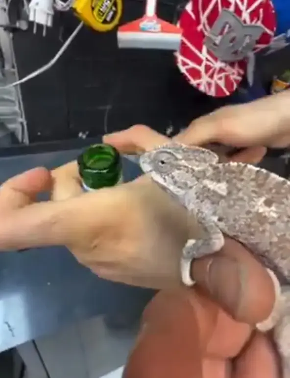 Sineklerle mücadele etmek için bukalemun beslemeye başladı