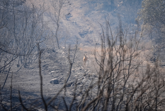 Çanakkale'deki Yangında Kaçan Karaca Görüntülendi