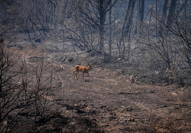 Çanakkale'deki Yangında Kaçan Karaca Görüntülendi