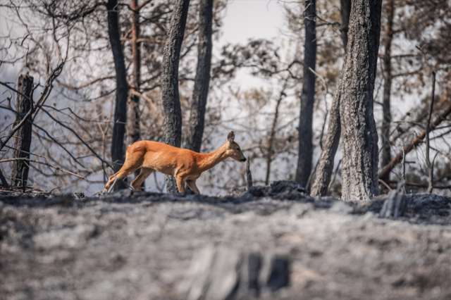 Çanakkale'deki Yangında Kaçan Karaca Görüntülendi