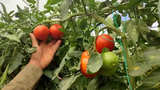 Dodurga Mahallesi'nde Seracılık Başarı Hikayesi: Dekar Başına 17 Ton Domates