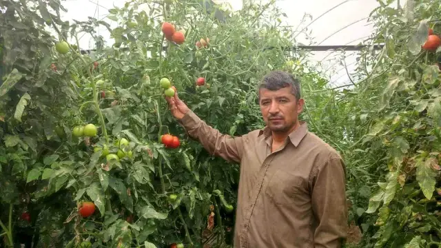 Dodurga Mahallesi'nde Seracılık Başarı Hikayesi: Dekar Başına 17 Ton Domates