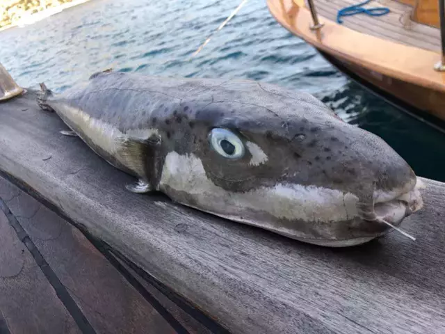 Denizlerimizde sessiz istilacı: Dikenleri zehirli, acısı saatlerce sürüyor