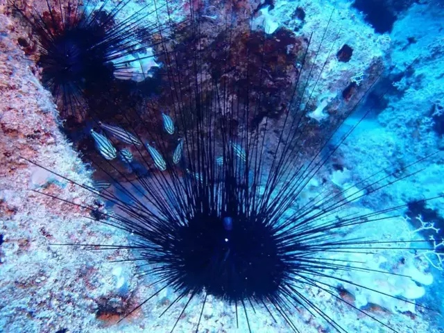 Denizlerimizde sessiz istilacı: Dikenleri zehirli, acısı saatlerce sürüyor