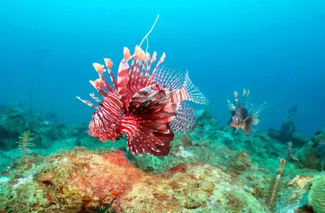 Denizlerimizde sessiz istilacı: Dikenleri zehirli, acısı saatlerce sürüyor