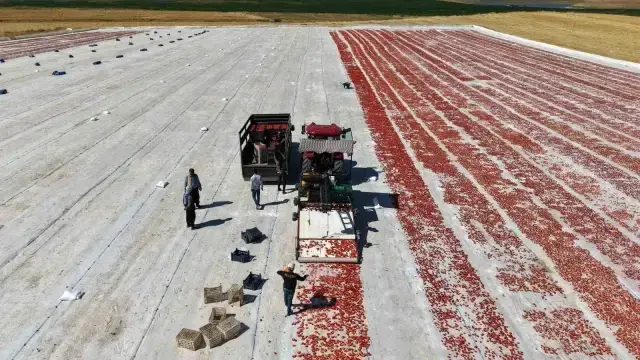 Kilosu 4 Euro'ya satılıyor! ABD, Fransa, İngiltere ve Hollanda'ya satılıyor