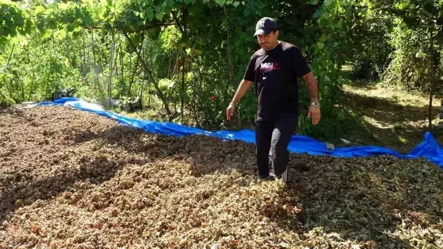 Fındığının çalındığını sandı, kameraları izleyince şoke oldu