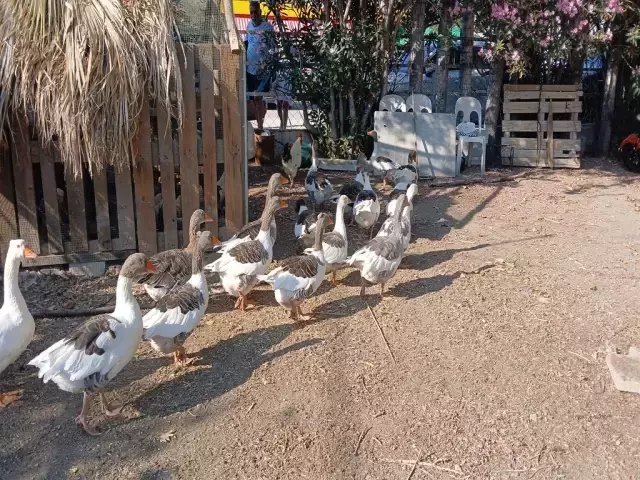 'Şartlı tahliye' edilen kazlar yine sahile indi