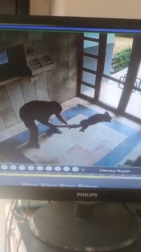 Sokak kedisini dakikalarca işkence ederek öldürdü