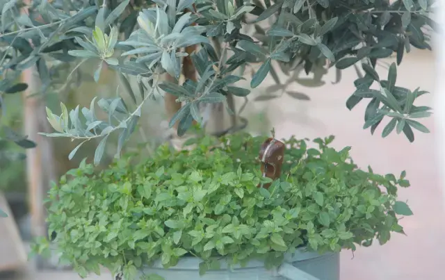 Trans birey evinde boğazı kesilmiş halde ölü bulundu