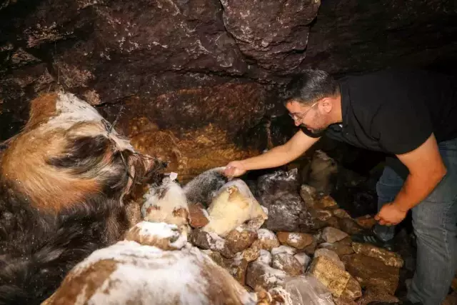 Bu peynir ne çürüyor ne kuruyor! 5 ay sonra mağaralardan şenlikle çıkarılacak