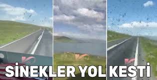 Çıldır Gölü Çevresinde ‘Yeşil Sinek’ İstilası! “Değişik Bir Koku Geliyor”