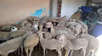 Denizli’de 25 Küçükbaş Hayvanı Çalan Dolandırıcılar Manisa’da Yakalandı