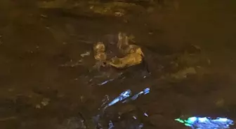 Zonguldak’ta Nesli Tükenme Tehlikesi Altındaki Su Samurları Görüntülendi