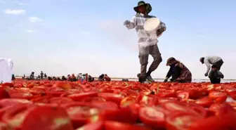 Diyarbakır’da Domates Kurutma İşi Avrupa’ya İhraç Ediliyor