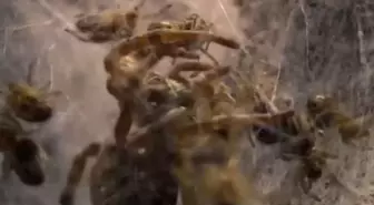 Doğanın korkunç yüzü: Binlerce örümcek yavrusu annelerini canlı canlı yedi!