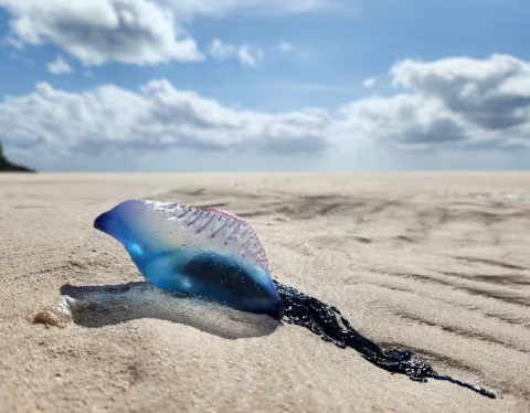 Sahile vurdu, çok tehlikeli! Onlarca plaj kapatıldı, denize girmek yasak