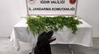 Iğdır’da Uyuşturucu Operasyonu: 5 Gözaltı, 1 Tutuklama