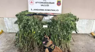 Afyonkarahisar’da Yasadışı Kenevir Ekimi Operasyonu