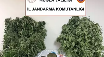 Muğla’da Uyuşturucu Operasyonu: 70 Yaşındaki Şüpheli Gözaltına Alındı