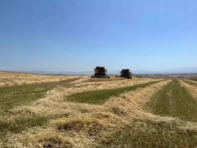 Ekme diyenlere inat ekti, tarladan bereket fışkırdı – Haberler