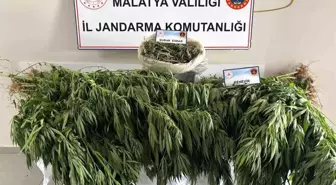 Malatya’da Uyuşturucu Operasyonu: 1 Gözaltı, 1200 Gram Esrar ve 148 Kök Kenevir Ele Geçirildi