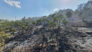 Keneyi yakmak isterken ormanı yaktı