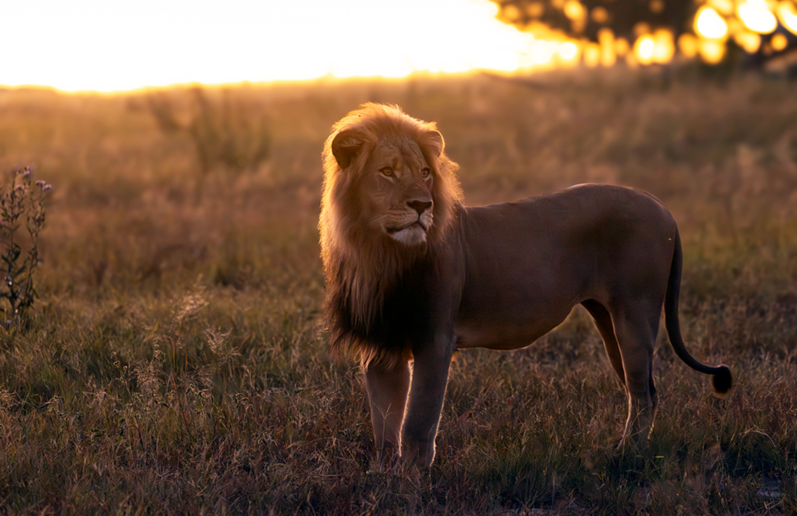 Aslan sosyal medyada ünlü olunca, soyunu kuruttular