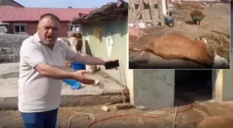 Ardahan’da durum vahim! 6 hayvanını kaybeden üretici ahırı gösterip isyan etti