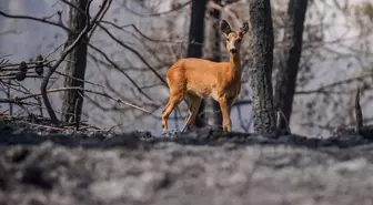 Gelibolu’da can havliyle alevlerden kaçan karaca yürekleri burktu