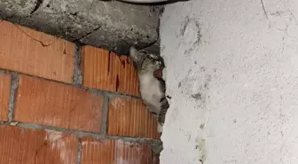 Eskişehir’de Anne Kedi ve 4 Yavruyu İtfaiye Kurtardı