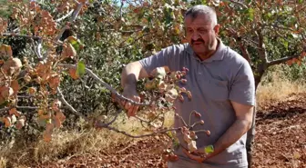 Siirt’te Aşırı Sıcaklar Fıstık Üretimini Olumsuz Etkiledi