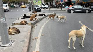 İstanbul Valiliği’nden sahipsiz sokak hayvanlarının toplatılması kararı