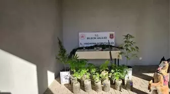 Bilecik’te Yasadışı Kenevir Ekimi Tespit Edildi