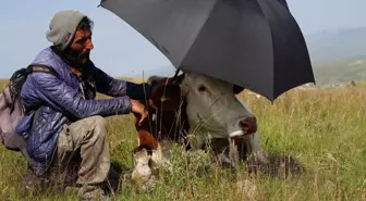 Şap hastalığının pençesinde kıvranan Ardahan’da çaresizliğin fotoğrafı