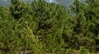 Denizli’de Orman Yangınına Hava Desteği