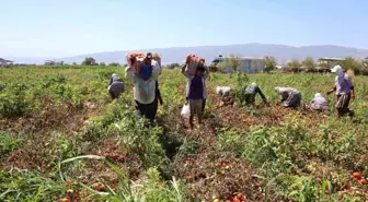 Aydın’da Domates İşçileri Çöl Sıcaklarında Ekmek Mücadelesi Veriyor