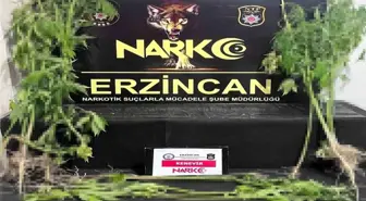 Erzincan’da 15 Kök Kenevir Ele Geçirildi
