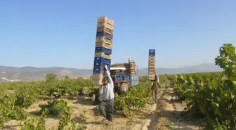 İslahiye’de Üzüm Hasadı Başladı, Rekolte Düşüklüğü Endişe Veriyor