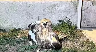 Yaralı Kızıl Şahin Jandarma Ekipleri Tarafından Kurtarıldı