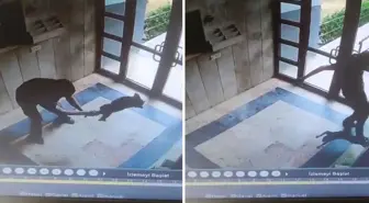 Kediyi dakikalarca işkence ederek öldürdü