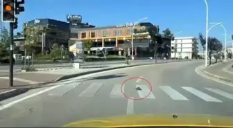 Bursa’da Kaplumbağanın Kurallara Uyması Sosyal Medyada Gündem Oldu