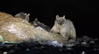 Kars’ta Bozayıların Çöplükte Beslenme Anları Görüntülendi