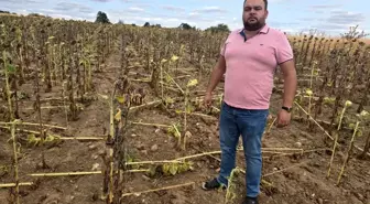 Edirne’de Çiftçiler Yaban Domuzlarıyla Mücadele Ediyor