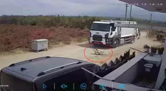 Sakarya’da Oyun Oynayan İki Köpek Çöp Kamyonunun Altında Kalarak Telef Oldu
