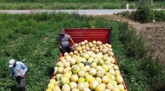 Sadece Bafra Ovası’nda yetişiyor! Süheyla Kavunu’nun kilosu 12 TL’den kapış kapış gidiyor